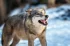fb8f337346f6ea93530714086c60e7cd.webp