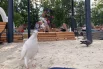Вместо чаек здесь разгуливают голуби.