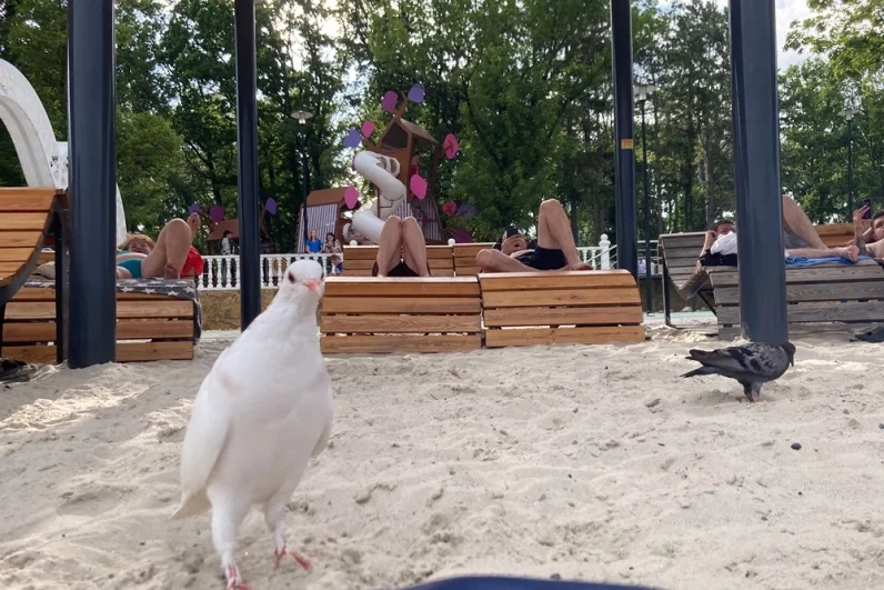 Вместо чаек здесь разгуливают голуби.