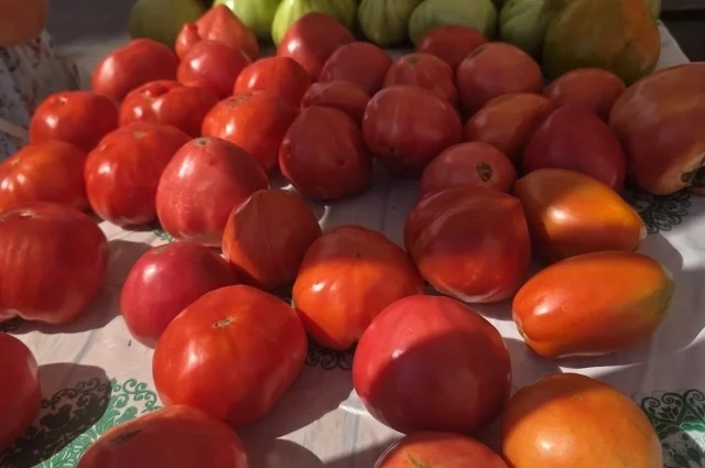 Томаты из южной столицы региона славятся своим вкусом и размерами.