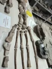 Здесь же плавник доисторической морской черепахи; занимает эта часть тела почти половину стола.
