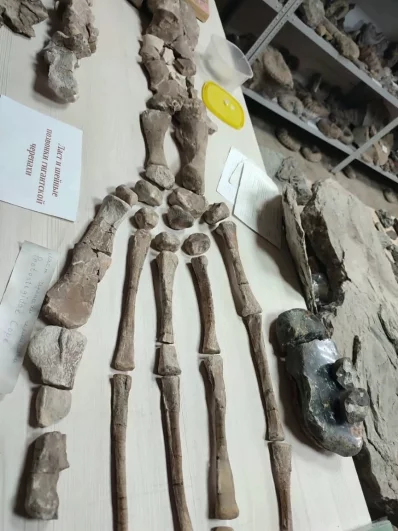 Здесь же плавник доисторической морской черепахи; занимает эта часть тела почти половину стола.