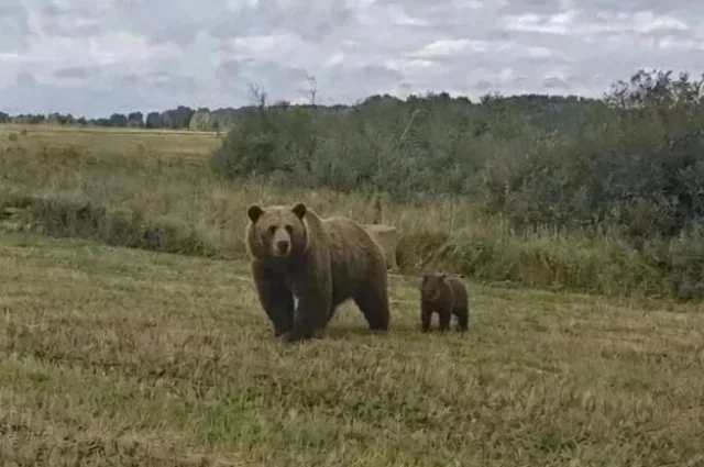 Медведицу с медвежонком фотографировали в Заринском районе.