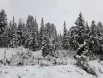 Ели в зимнем сентябрьском снегу выглядят сказочно.