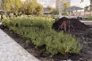 Перед посадкой растений почву подготавливают.