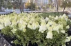 В будущем клумбы по периметру отсыплют белой галькой.