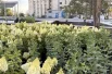 В сквере появились гортензии, дерен, можжевельник, ива, спирея и морщинистая роза