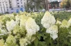Для озеленения выбрали многолетние растения.