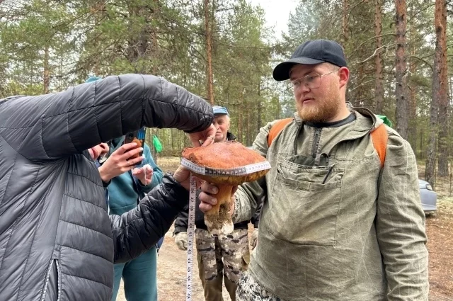 На чемпионате по сбору грибов в Коми на минувшей неделе нашли гигантский гриб весом 1,5 кг. 
