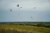 А вот и вся стая.