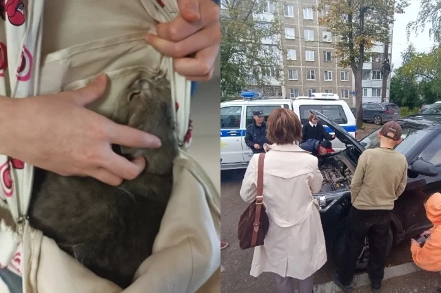 Люди спасали не только домашних питомцев, но и бездомных.