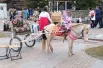 Животные тоже участвовали в фестивале.