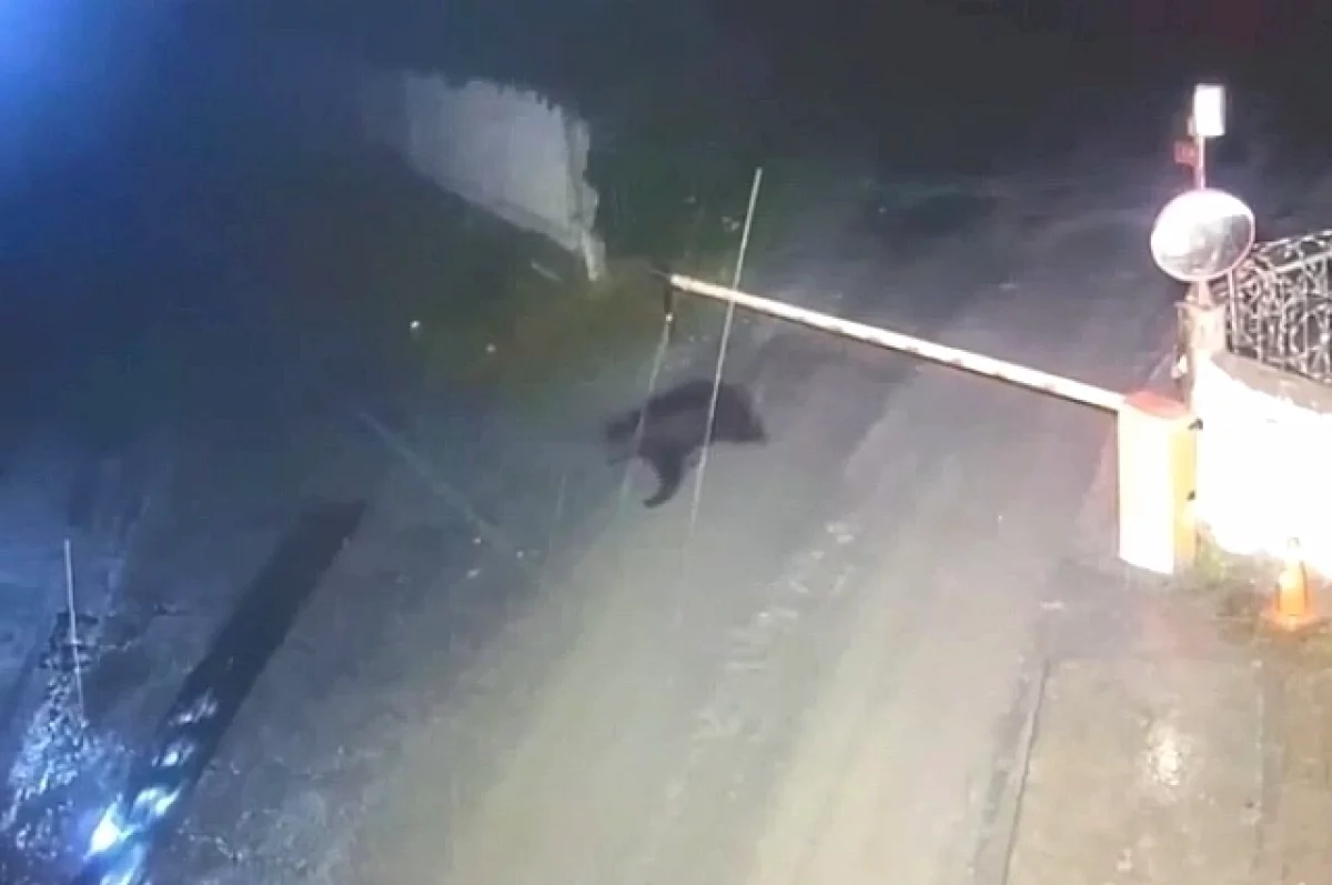 На проходной цемзавода в Невьянске заметили медведя