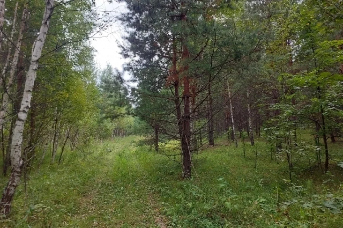 Спасатели помогли молодому пензенцу, который заблудился в Ахунском лесу