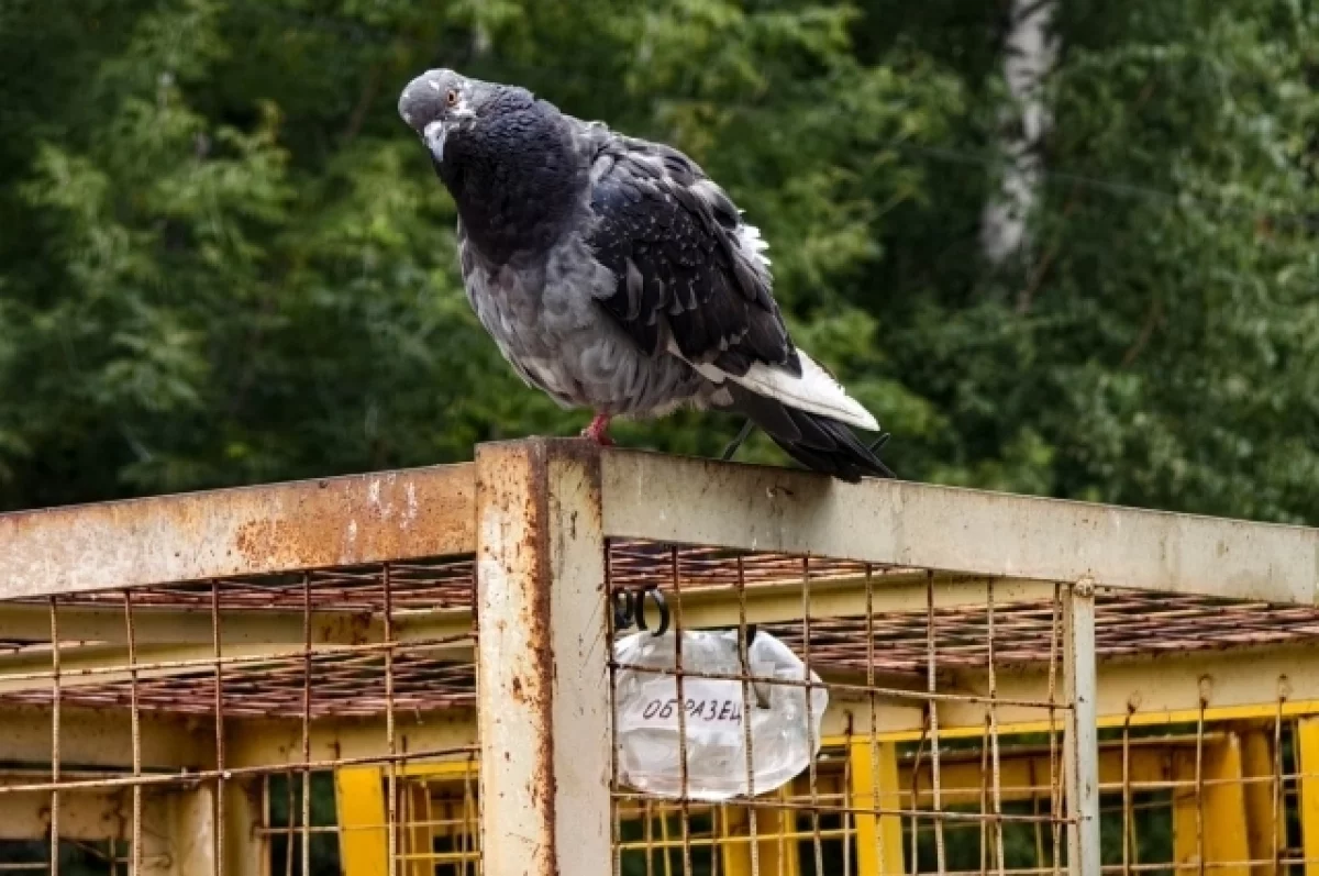 В Барнауле ликвидировали две несанкционированные свалки