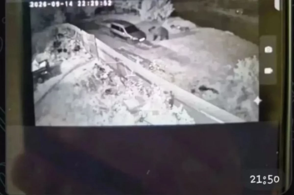 Под Ярославлем медведь подошёл к домам — местные бьют тревогу