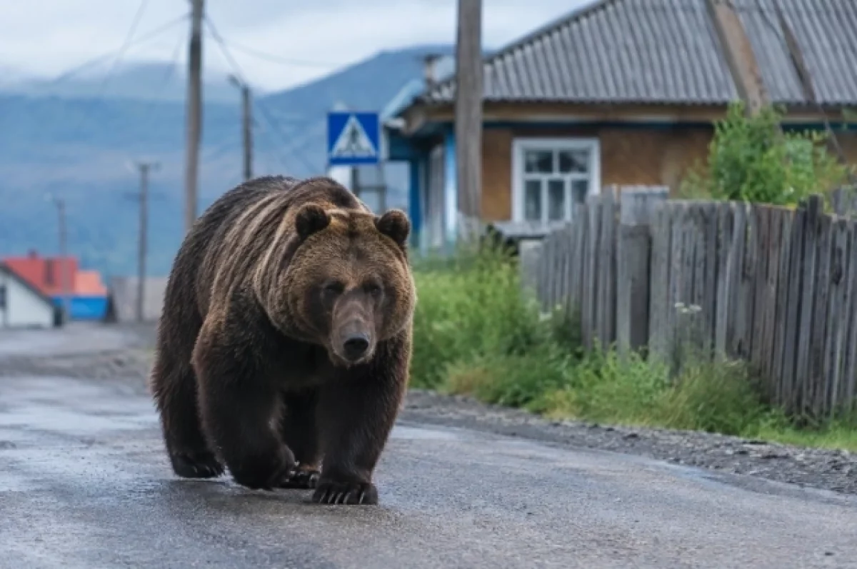 В Ленобласти возле деревни заметили медведя