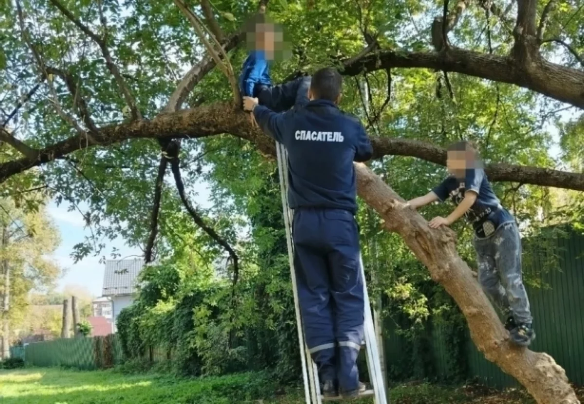 Мальчика два дня снимали с дерева во Владимире