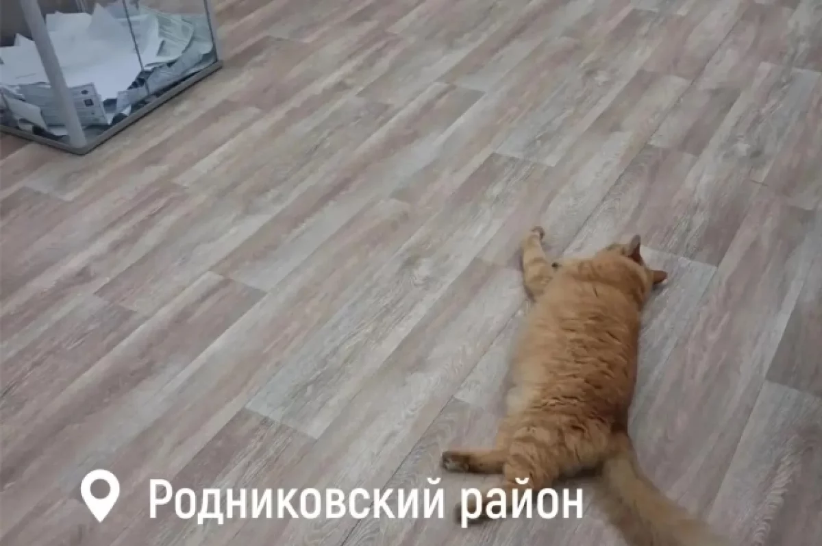 На избирательном участке в Родниковском районе уснул кот