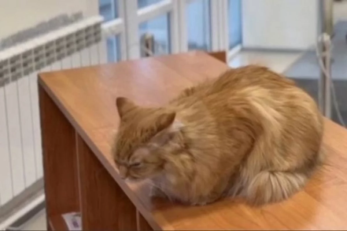 В Нижневартовске женщина пришла на выборы с котиком