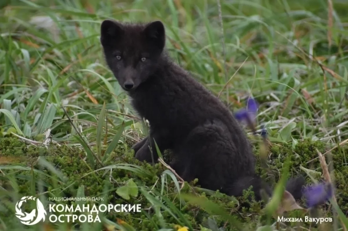 Редкая удача: на Командорах запечатлели щенков беринговского песца
