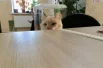 Самый милый наблюдатель на избирательном участке.