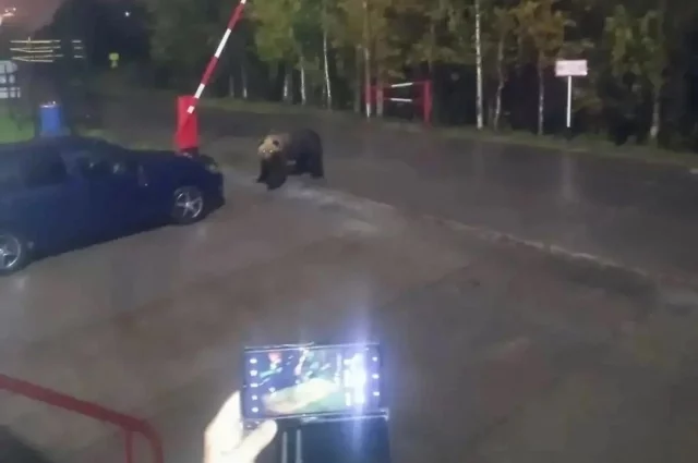 Зверь пришел на парковку территории месторождения. 