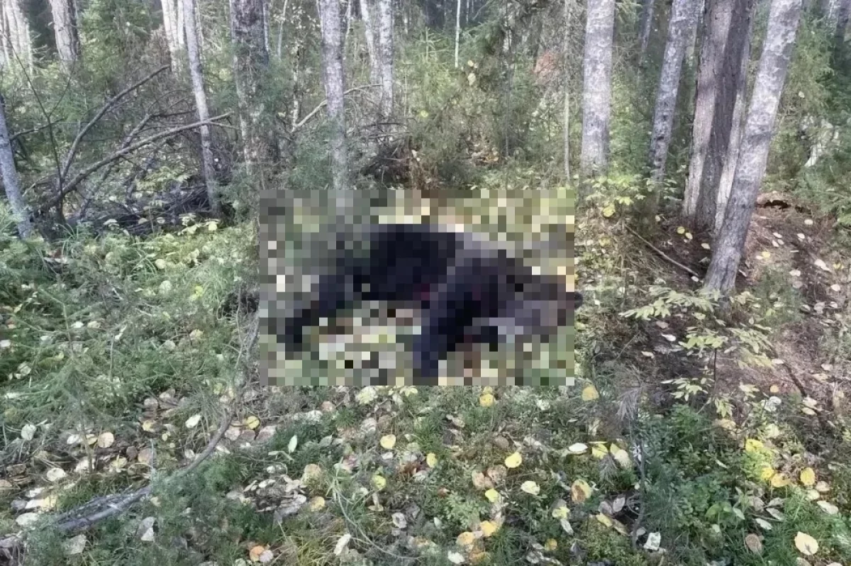Уголовное дело возбудили из-за нападения медведей в Красноярском крае