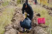 Люди высаживали сеянцы в специально подготовленные траншеи.
