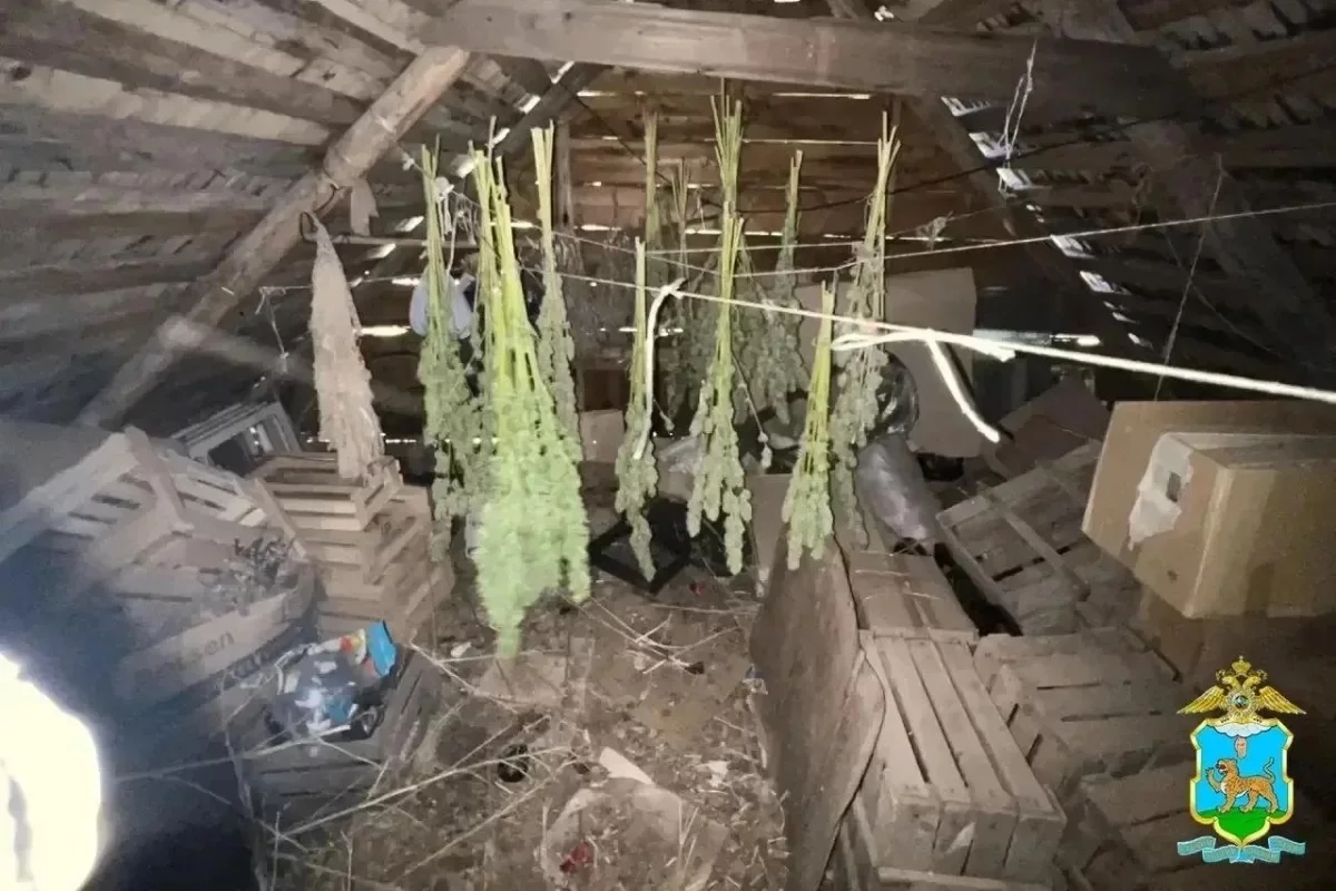 Под Новосокольниками полиция изъяла 2 кг марихуаны и центнер конопли