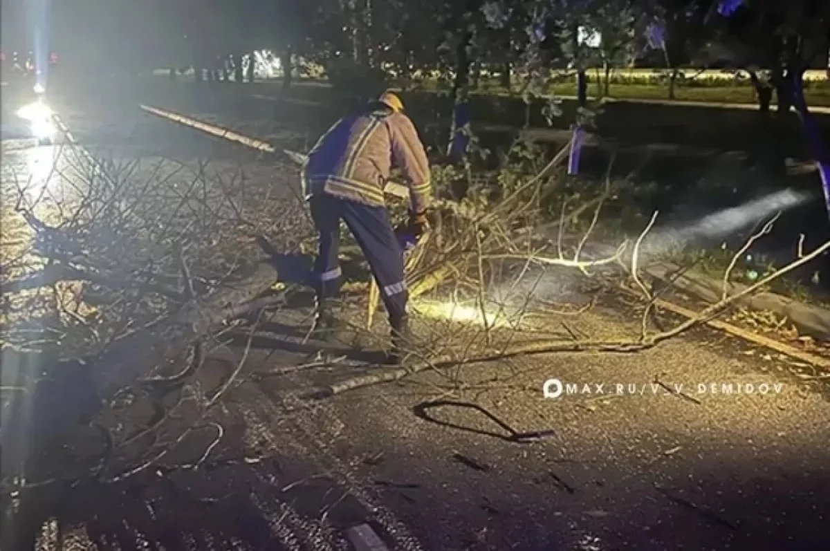 В Белгороде сильный ветер повалил деревья на дорогу