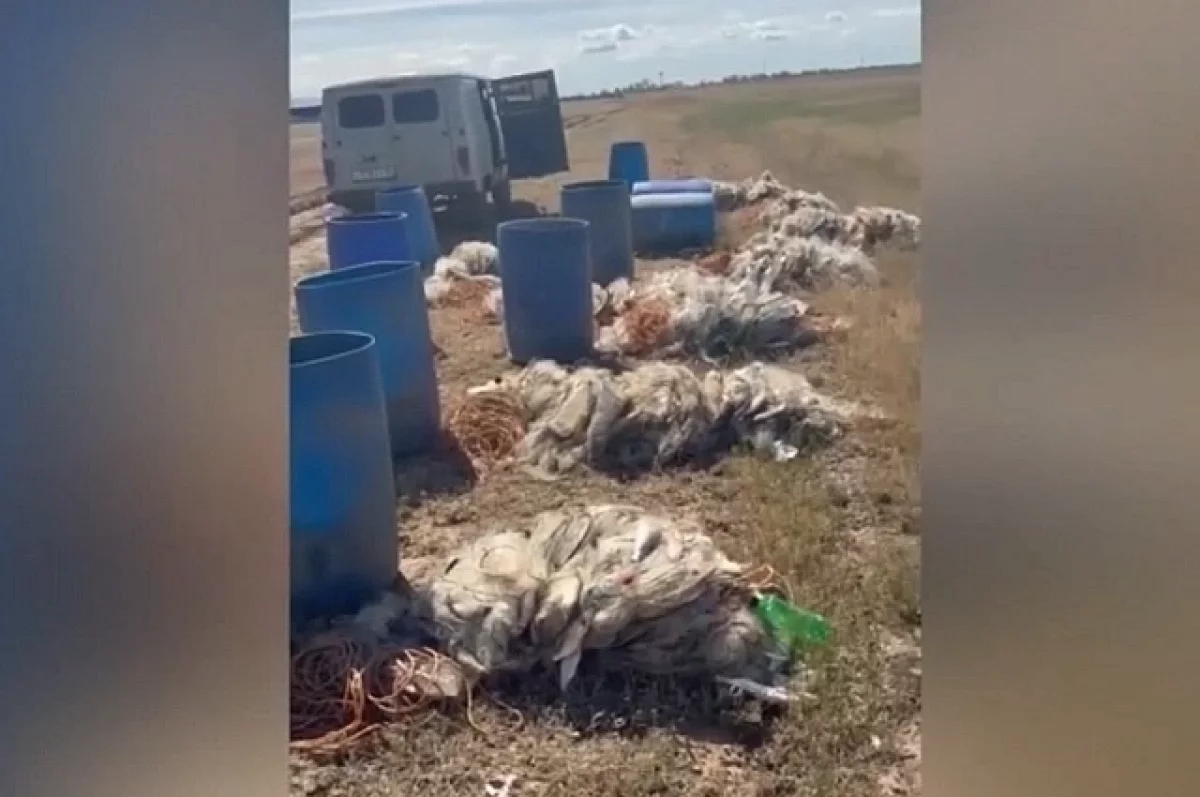 До 5 лет колонии грозит рыбаку, выловившему 600 рыбин — видео