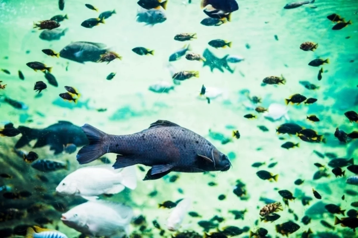 1 млрд рублей направят на спасение рыбы в Ростовской области