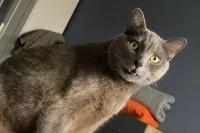 Василию восемь лет, он всю жизнь был домашним котом. 