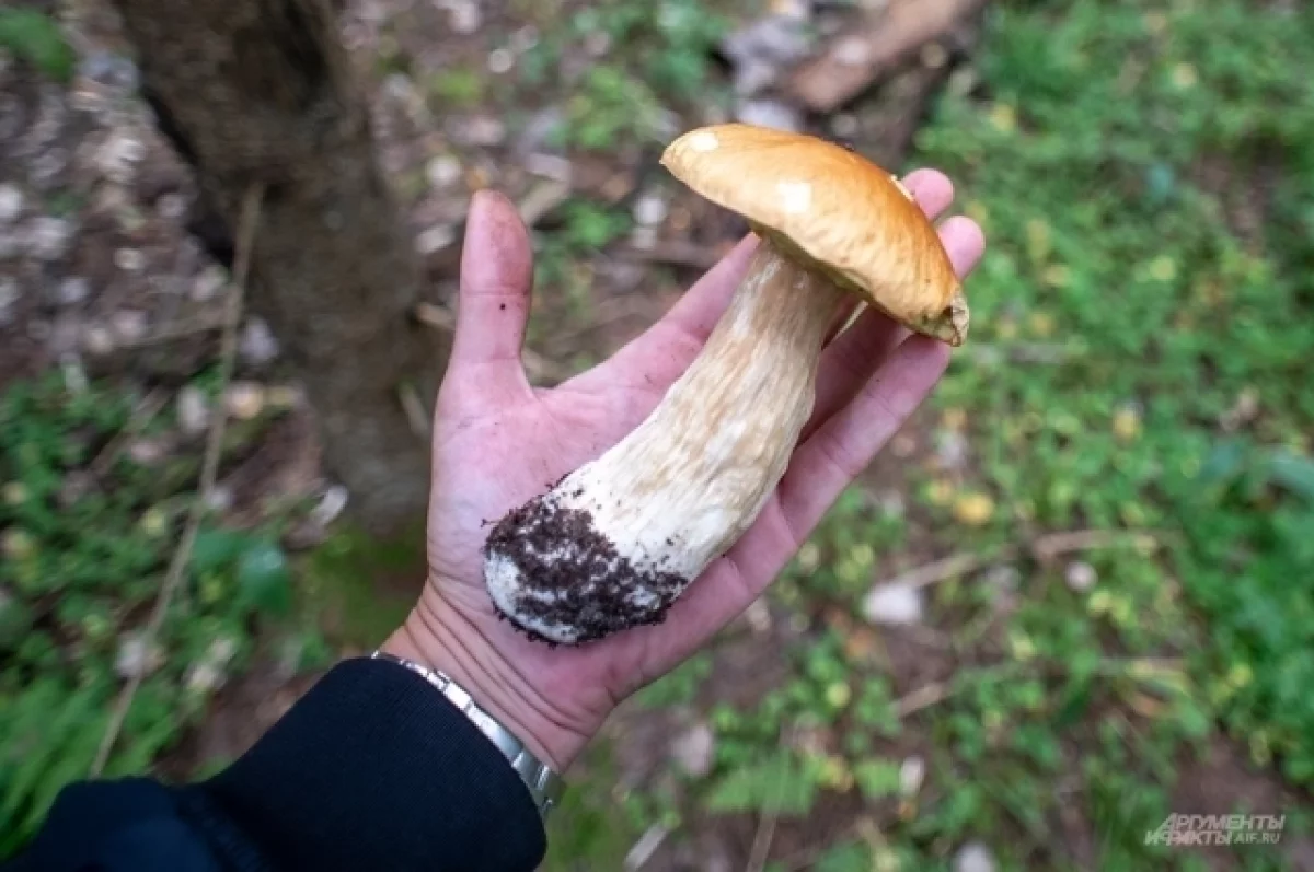 Нижегородцам рассказали, где лучше всего собирать белые грибы