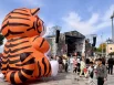 День тигра во Владивостоке
