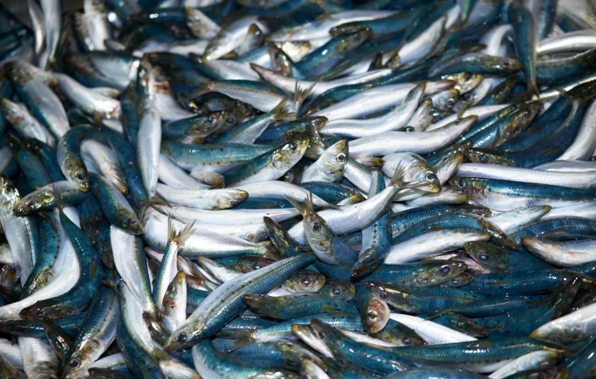Рыбаки Хабаровского края выловили более 394 тысяч тонн продукции