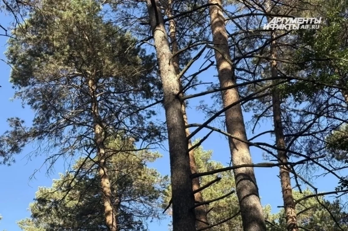 В Клепиковском округе высадили около четырёх тысяч сеянцев сосны
