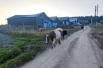 Осенним погожим дням рады и буренки.