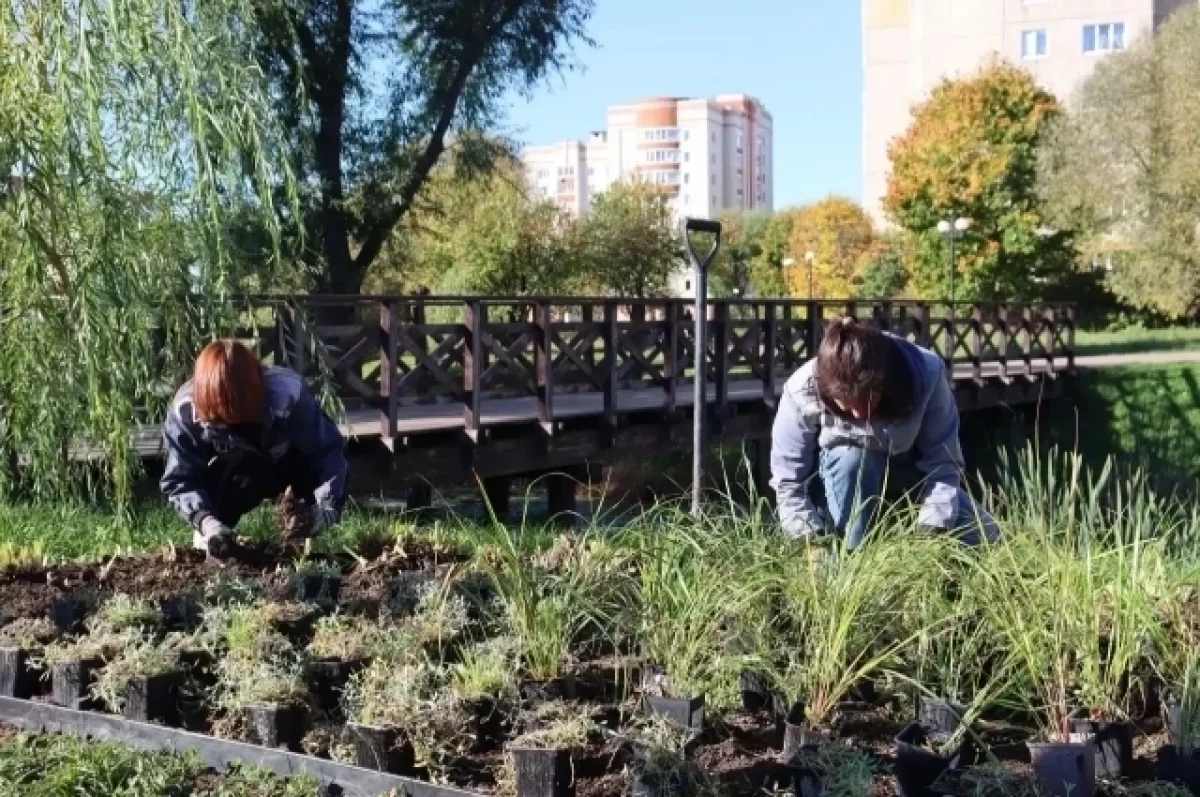 Сквер у Верхнего Красносельского пруда украсили новым цветником