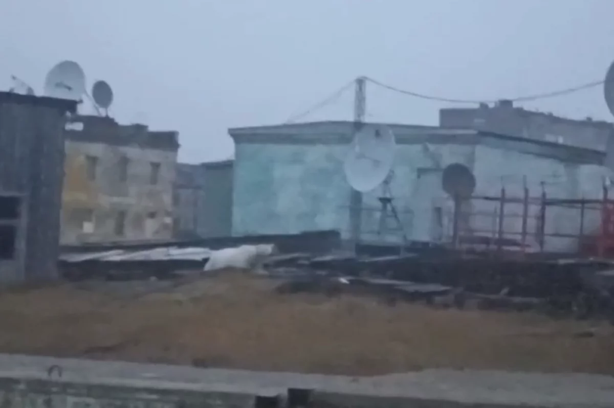 Белого медведя отгоняют от посёлка на севере Красноярского края