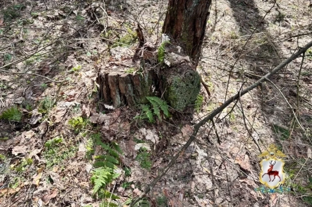 В Нижегородской области ОПГ попалась на нелегальной рубке леса