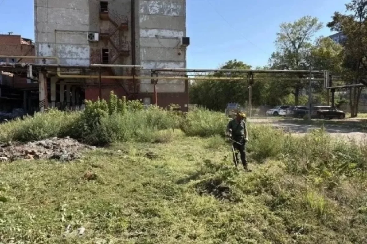 Покос амброзии в Краснодаре завершили