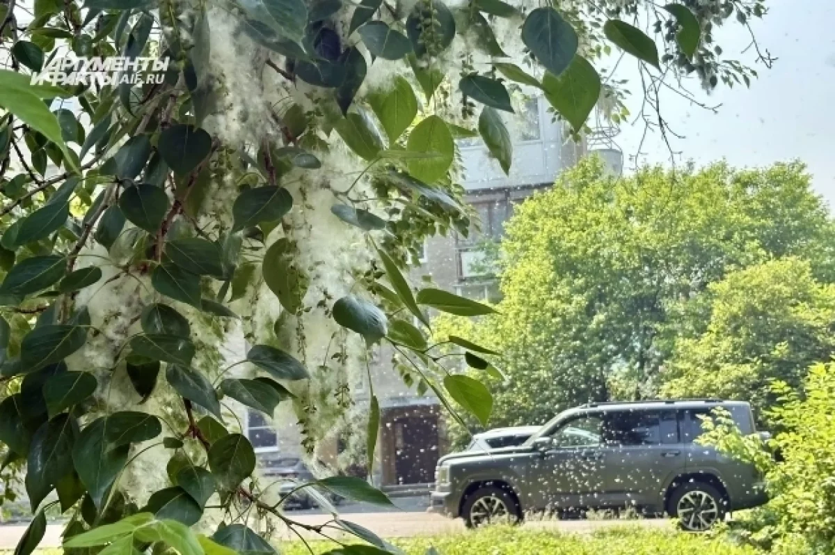 Пять уколов вместо тридцати спасут аллергиков от березы