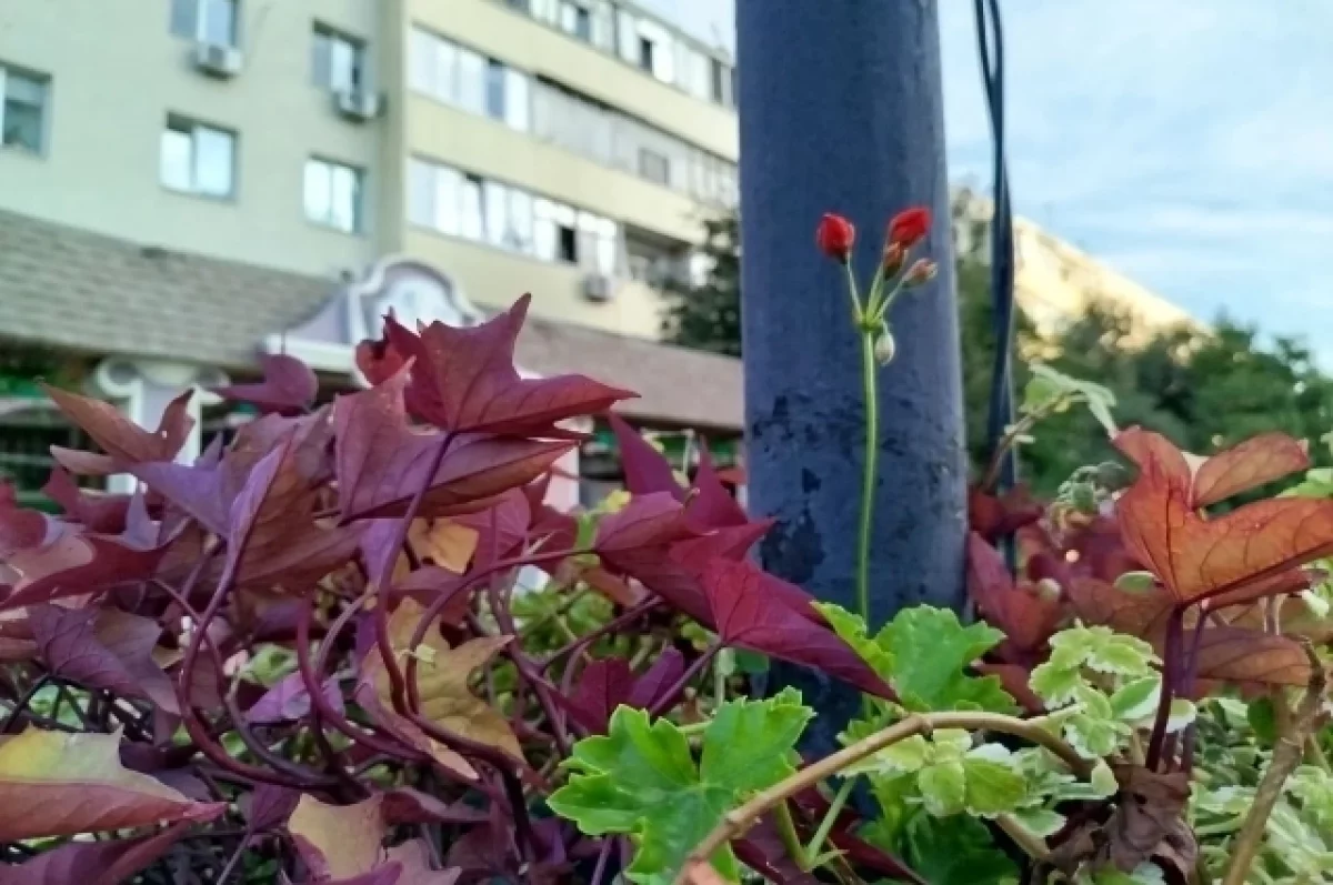 ВСУ, новый губернатор, учителя, ДТП, погода