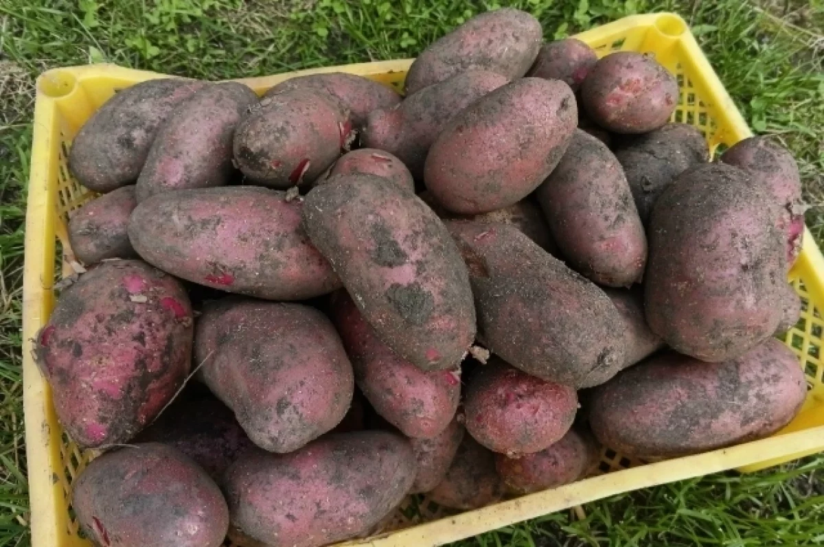 В Смоленской области продолжается уборка овощей и картофеля