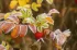 3c7846fe5408eb11958741dcbfd58bc7.webp