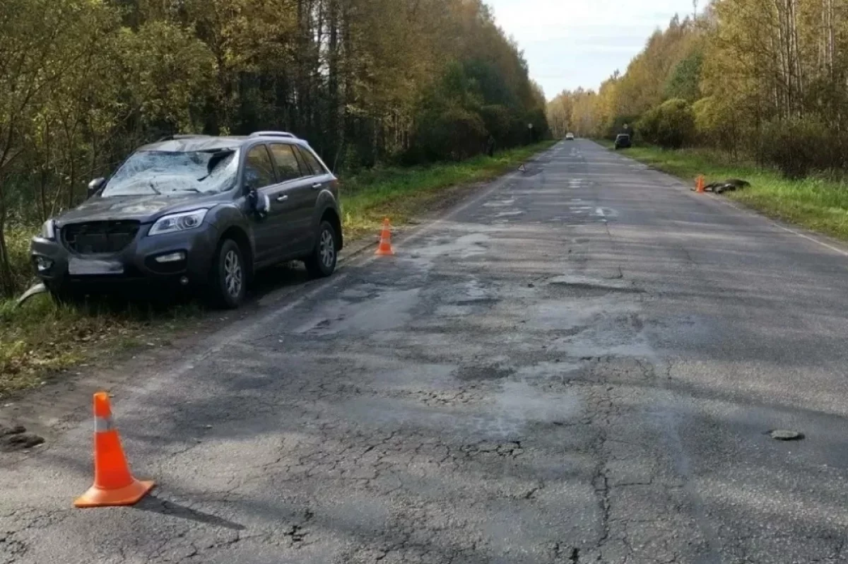 В Тверской области кроссовер сбил лося