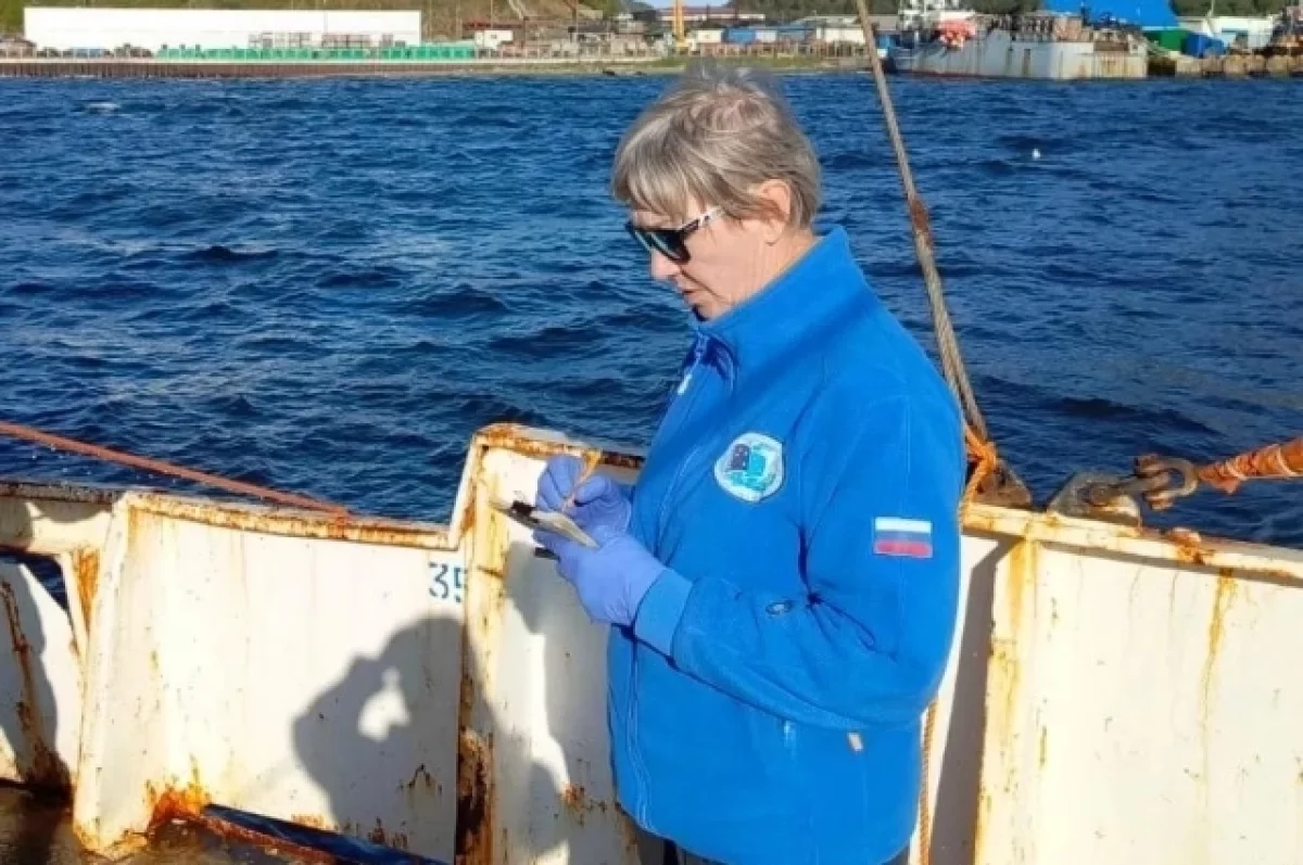 В Авачинской губе нашли водоросли, в 2020 году погубивших донных животных