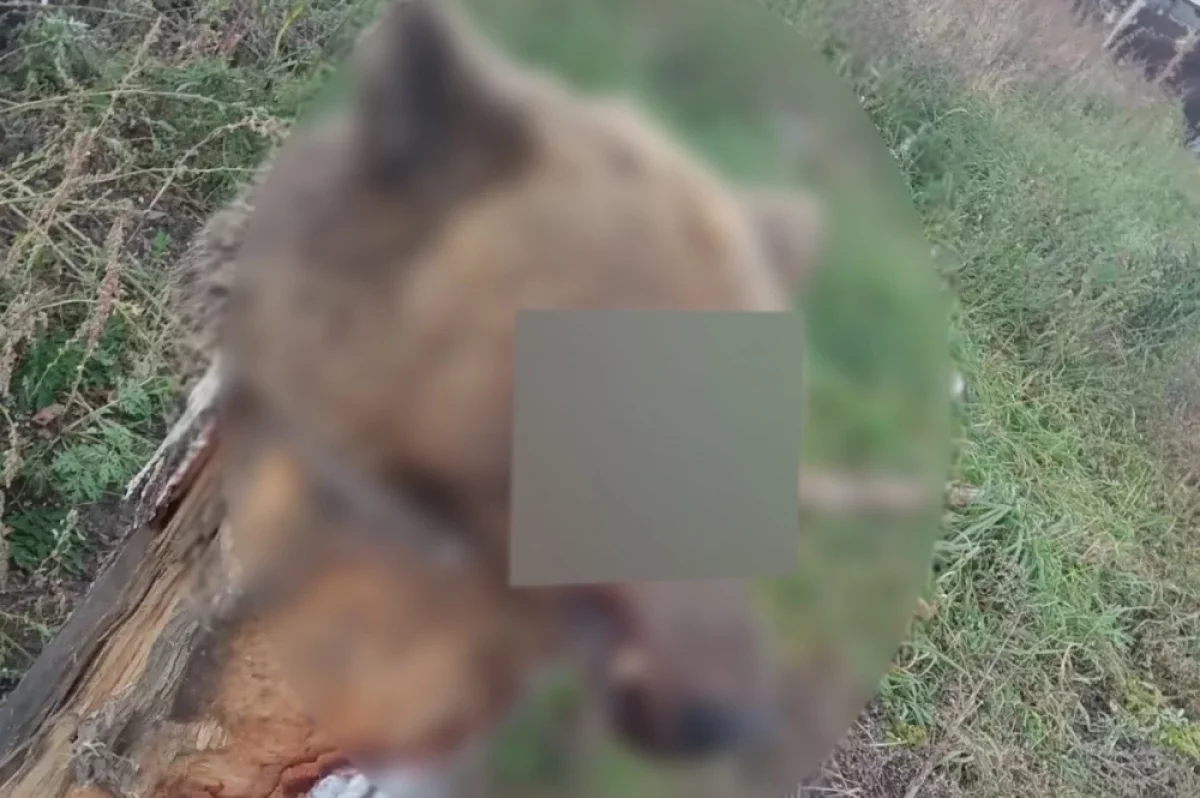 В Ангарске во дворе дома обнаружили голову медведя